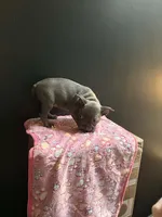 Keys, a female Frenchton for sale in Indianapolis, IN – Photo 1 of 10