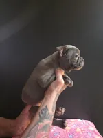 Keys, a female Frenchton for sale in Indianapolis, IN – Photo 7 of 10