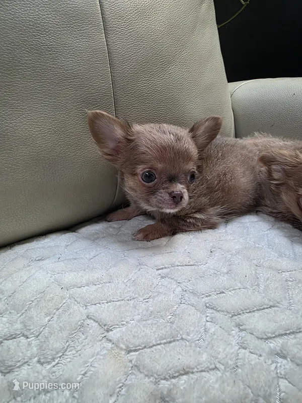 Ryder – Chihuahua puppy for sale in Indianapolis, IN