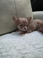 Ryder, a male Chihuahua for sale in Indianapolis, IN – 1 of 10