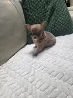 Taffy, a female Chihuahua for sale in Indianapolis, IN – 1 of 6