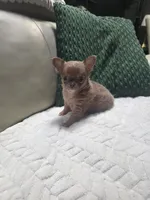 Taffy, a female Chihuahua for sale in Indianapolis, IN – 2 of 6