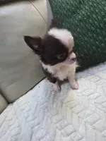 Bear , a male Chihuahua for sale in Indianapolis, IN – 8 of 9