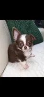 Reese, a male Chihuahua for sale in Indianapolis, IN – 5 of 5