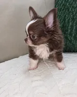 Reese, a male Chihuahua for sale in Indianapolis, IN – 4 of 5