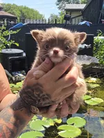 Bingo, a female Chihuahua for sale in Indianapolis, IN – 6 of 8