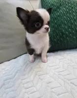 Bear , a male Chihuahua for sale in Indianapolis, IN – 4 of 10