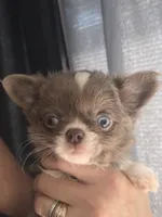 Bluey, a male Chihuahua for sale in Indianapolis, IN – 7 of 9