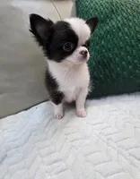 Bear , a male Chihuahua for sale in Indianapolis, IN – 6 of 10