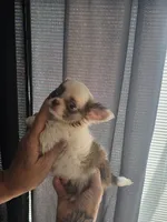 Pixie , a female Chihuahua for sale in Indianapolis, IN – 8 of 10