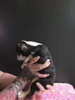 Zaria , a female Frenchton for sale in Indianapolis, IN – Photo 4 of 7