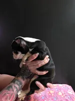 Zaria , a female Frenchton for sale in Indianapolis, IN – Photo 7 of 7