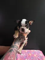 Zaria , a female Frenchton for sale in Indianapolis, IN – Photo 5 of 7