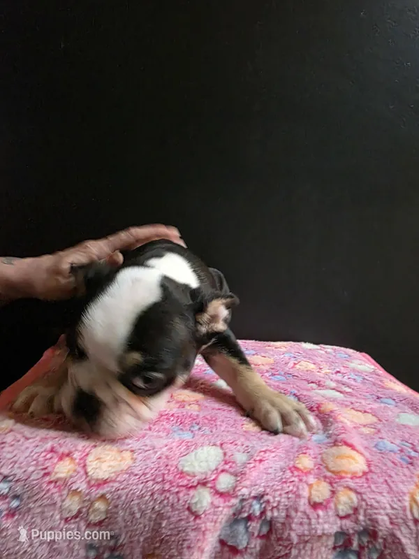 Zaria  – Frenchton puppy for sale in Indianapolis, IN