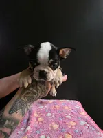 Zaria , a female Frenchton for sale in Indianapolis, IN – Photo 6 of 7