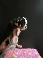 Zaria , a female Frenchton for sale in Indianapolis, IN – Photo 3 of 7