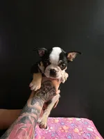 Zaria , a female Frenchton for sale in Indianapolis, IN – Photo 2 of 7