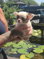 Pixie , a female Chihuahua for sale in Indianapolis, IN – 3 of 10