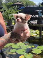Pixie , a female Chihuahua for sale in Indianapolis, IN – 7 of 10