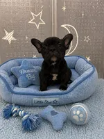 Soot, a male Frenchton for sale in Indianapolis, IN – 2 of 7