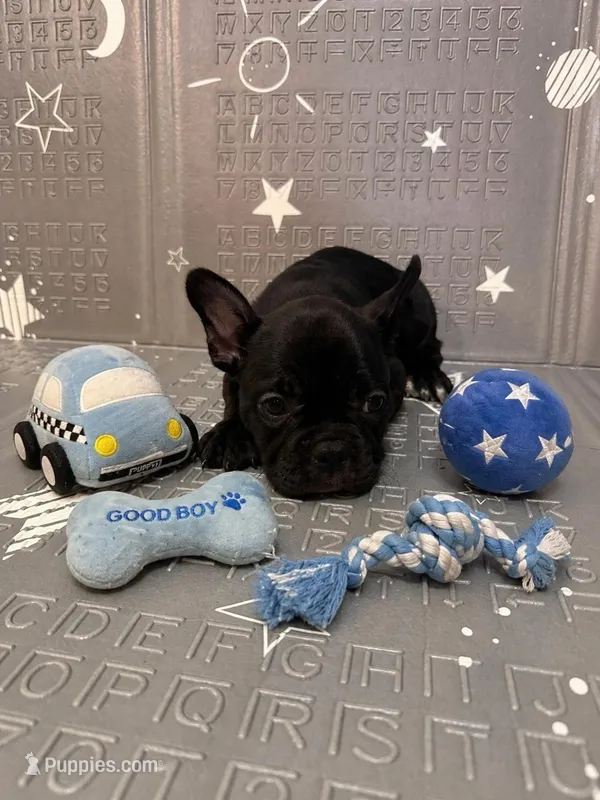 Soot – Frenchton puppy for sale in Indianapolis, IN