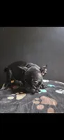 Soot, a male Frenchton for sale in Indianapolis, IN – Photo 6 of 7