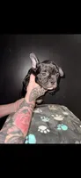 Soot, a male Frenchton for sale in Indianapolis, IN – Photo 7 of 7