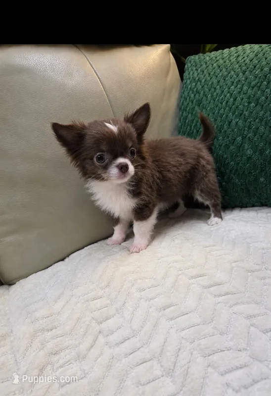 Mickey – Chihuahua puppy for sale in Indianapolis, IN