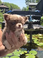 Bingo, a female Chihuahua for sale in Indianapolis, IN – 3 of 8