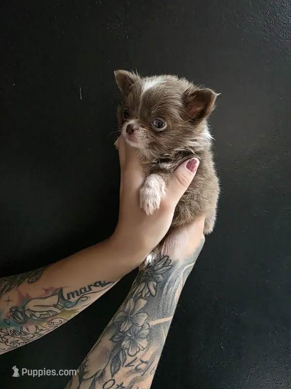 Bingo – Chihuahua puppy for sale in Indianapolis, IN
