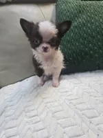Bear , a male Chihuahua for sale in Indianapolis, IN – 5 of 9