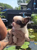 Brownie , a male Chihuahua for sale in Indianapolis, IN – 5 of 9
