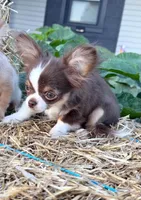 Boo, a male Chihuahua for sale in Indianapolis, IN – 2 of 7