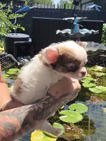 Pixie , a female Chihuahua for sale in Indianapolis, IN – 6 of 10