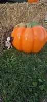 Pumpkin , a male Chihuahua for sale in Indianapolis, IN – 2 of 10