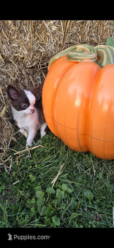 Pumpkin  – Chihuahua puppy for sale in Indianapolis, IN