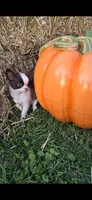 Pumpkin , a male Chihuahua for sale in Indianapolis, IN – 1 of 10
