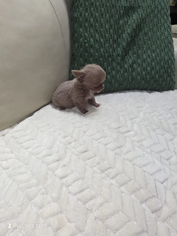 Ivys princess  – Chihuahua puppy for sale in Indianapolis, IN