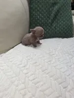Ivys princess , a female Chihuahua for sale in Indianapolis, IN – 1 of 10