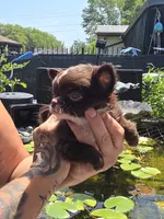 Flower, a female Chihuahua for sale in Indianapolis, IN – 7 of 10