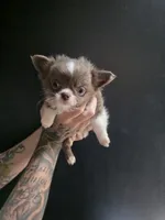 Bluey, a male Chihuahua for sale in Indianapolis, IN – 5 of 9