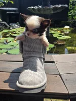 Brownie , a male Chihuahua for sale in Indianapolis, IN – 9 of 9