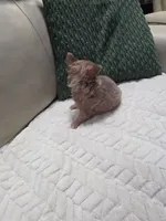 Taffy, a female Chihuahua for sale in Indianapolis, IN – 4 of 6