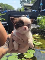 Brownie , a male Chihuahua for sale in Indianapolis, IN – 7 of 9