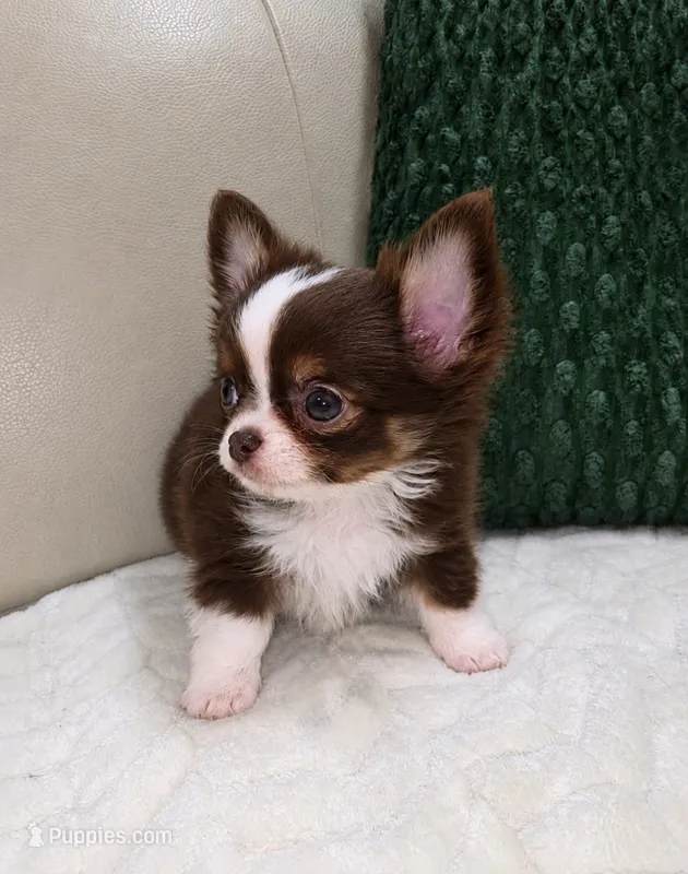 Reese – Chihuahua puppy for sale in Indianapolis, IN