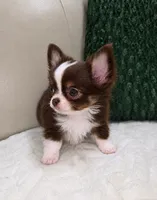 Reese, a male Chihuahua for sale in Indianapolis, IN – 3 of 5