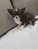 Mickey, a male Chihuahua for sale in Indianapolis, IN – 4 of 8