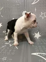 Moon, a female Frenchton for sale in Indianapolis, IN – Photo 8 of 10