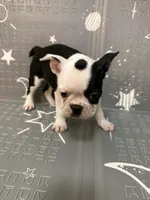 Moon, a female Frenchton for sale in Indianapolis, IN – Photo 7 of 10