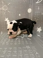 Moon, a female Frenchton for sale in Indianapolis, IN – Photo 5 of 10